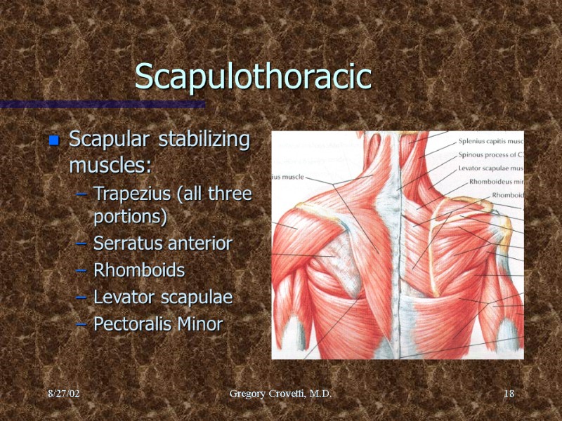 8/27/02 Gregory Crovetti, M.D. 18 Scapulothoracic Scapular stabilizing muscles: Trapezius (all three portions) Serratus